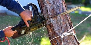 Best Tree and Shrub Care  in Mims, FL