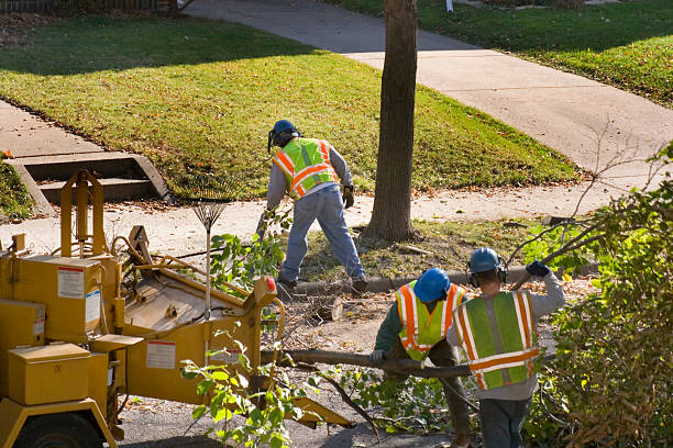 Leaf Removal