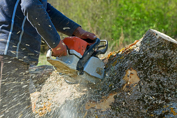 Why Choose Our Tree Removal Services in Mims, FL?