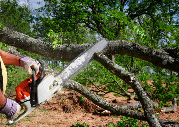 Professional  Tree Services in Mims, FL